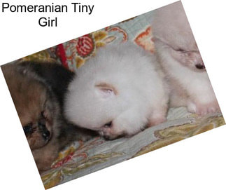 Pomeranian Tiny Girl