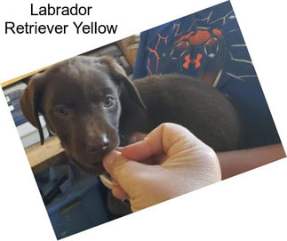 Labrador Retriever Yellow