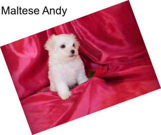 Maltese Andy