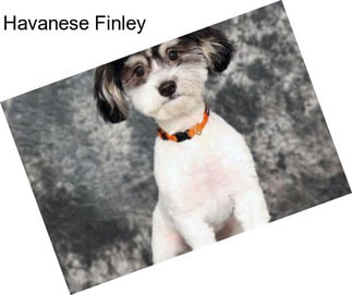 Havanese Finley