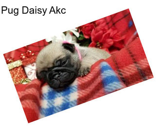 Pug Daisy Akc