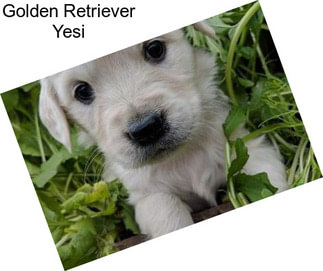 Golden Retriever Yesi