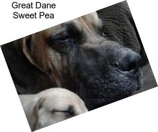 Great Dane Sweet Pea