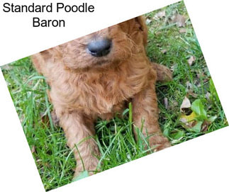 Standard Poodle Baron