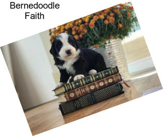 Bernedoodle Faith