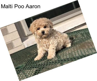 Malti Poo Aaron