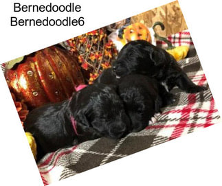 Bernedoodle Bernedoodle6