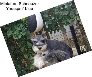 Miniature Schnauzer Yaraspm1blue