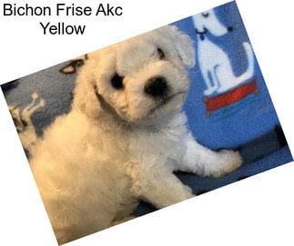 Bichon Frise Akc Yellow