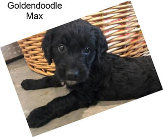 Goldendoodle Max