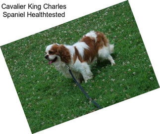 Cavalier King Charles Spaniel Healthtested