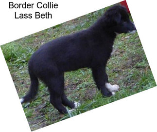 Border Collie Lass Beth