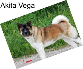 Akita Vega