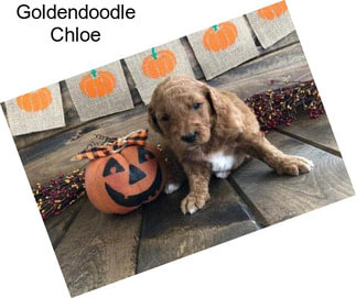 Goldendoodle Chloe