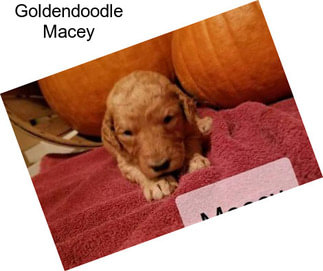 Goldendoodle Macey