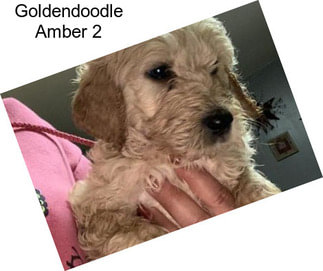 Goldendoodle Amber 2