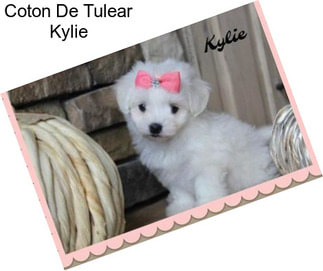 Coton De Tulear Kylie