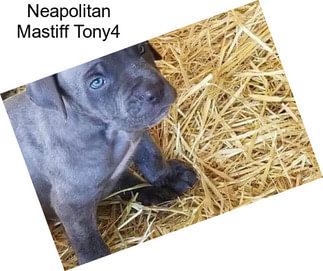 Neapolitan Mastiff Tony4