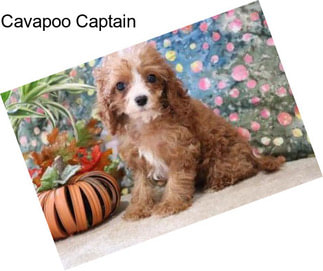 Cavapoo Captain