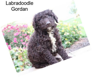 Labradoodle Gordan