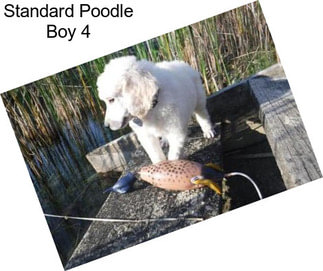 Standard Poodle Boy 4