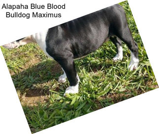 Alapaha Blue Blood Bulldog Maximus