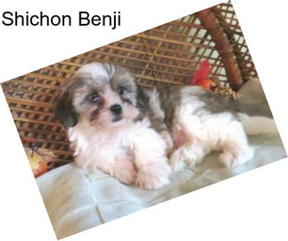 Shichon Benji