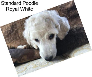 Standard Poodle Royal White