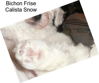 Bichon Frise Calista Snow