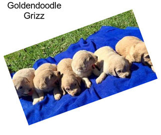 Goldendoodle Grizz