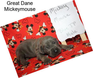 Great Dane Mickeymouse