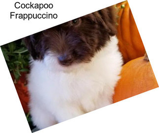 Cockapoo Frappuccino