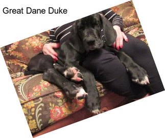 Great Dane Duke