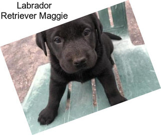 Labrador Retriever Maggie