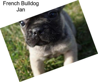 French Bulldog Jan