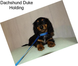 Dachshund Duke Holding