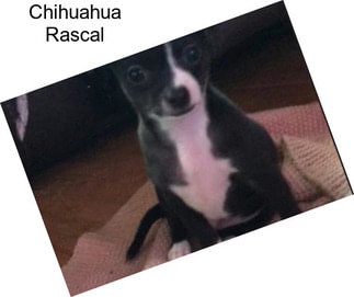 Chihuahua Rascal