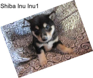 Shiba Inu Inu1