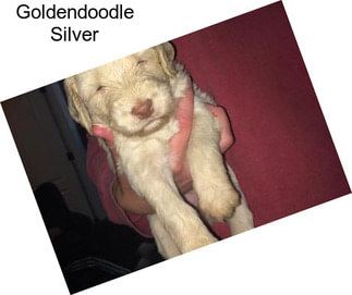 Goldendoodle Silver