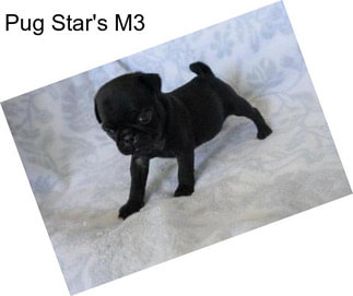 Pug Star\'s M3