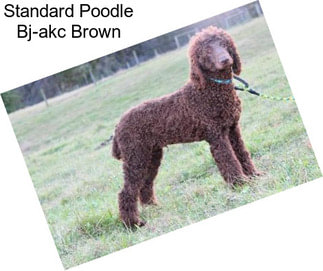 Standard Poodle Bj-akc Brown