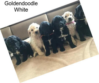 Goldendoodle White