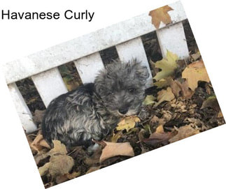 Havanese Curly