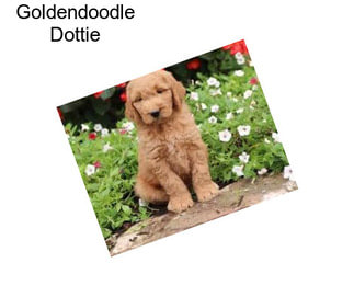 Goldendoodle Dottie