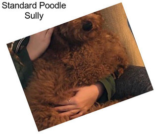 Standard Poodle Sully