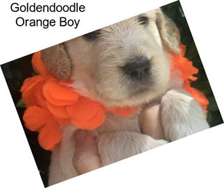 Goldendoodle Orange Boy