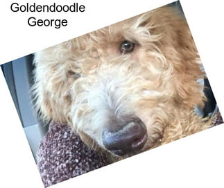 Goldendoodle George