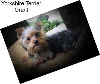 Yorkshire Terrier Grant