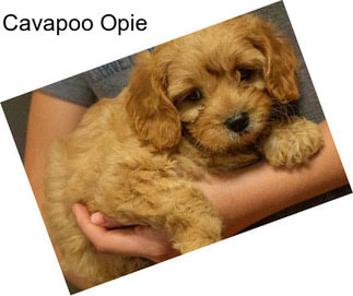 Cavapoo Opie