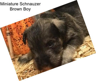 Miniature Schnauzer Brown Boy